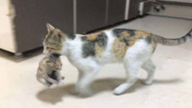 Macja çon në urgjencën e spitalit kotelen…