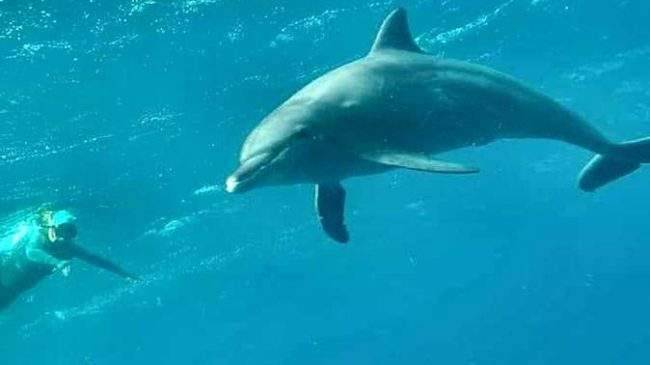 Regjisorja e njohur poston videon e delfinëve…