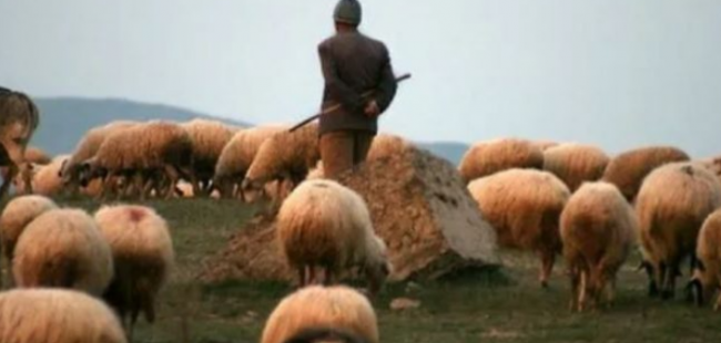 E rëndë në Berat, humb jetën bariu