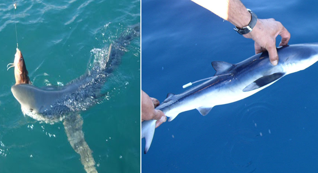 VIDEO/ Peshkatari kap peshkaqenin blu në grykëderdhje…