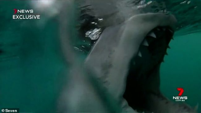 VIDEO/ Peshkaqeni sulmon varkën në mes të…