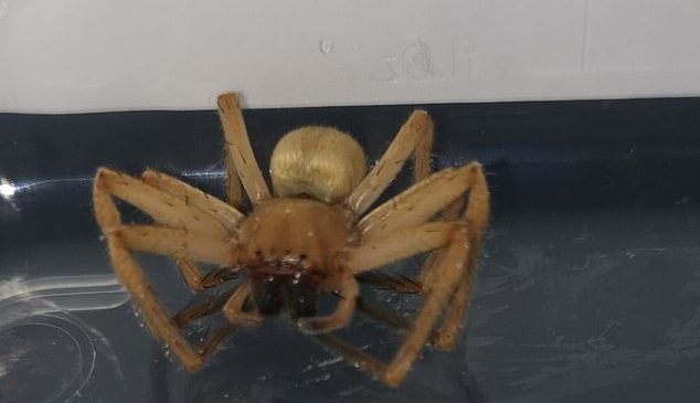 Punonjësi gjen merimangën helmuese në supermarket, e…