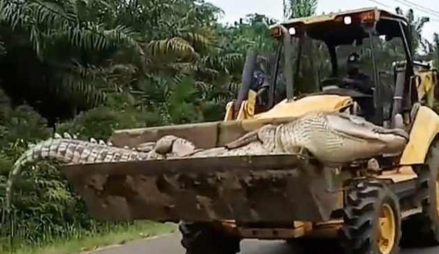 FOTO+VIDEO/ Krokodili 4.2 metra i gjatë llahtarisi…