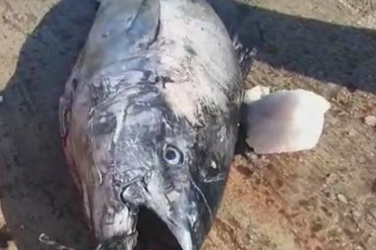 VIDEO/ Kapet peshku mbi 200kg në Vlorë,…