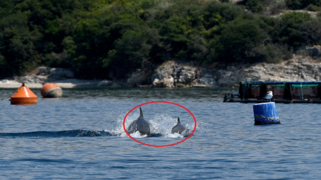 FOTO/ Zhyten e kërcejnë mbi det, delfinët…