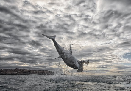 FOTO/ ‘Fluturon’ 5 metra mbi ujë. Peshkaqeni…
