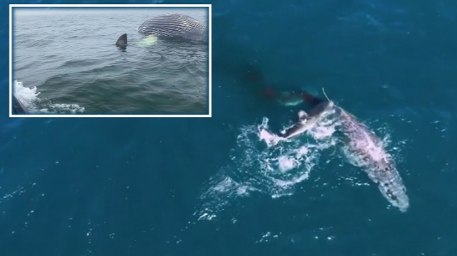 FOTO+VIDEO/ Peshkaqeni i bardhë ‘shfàros’ balenën 6metra,…