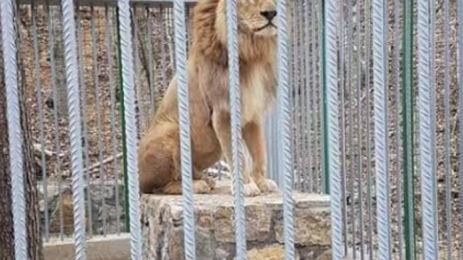 “Siguria në maksimum”/ Luani mbahet në kafazin…