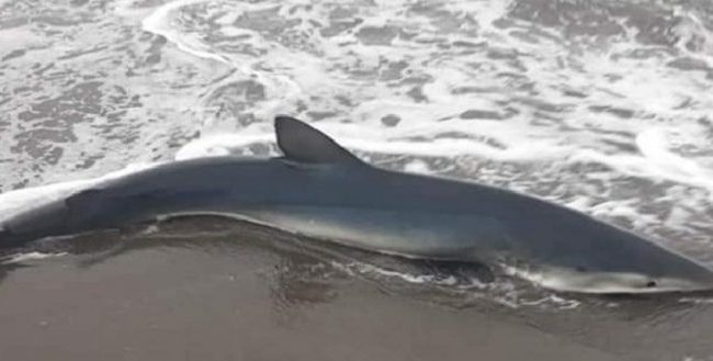 Një peshkaqen i ngordhur gjendet në plazhin…