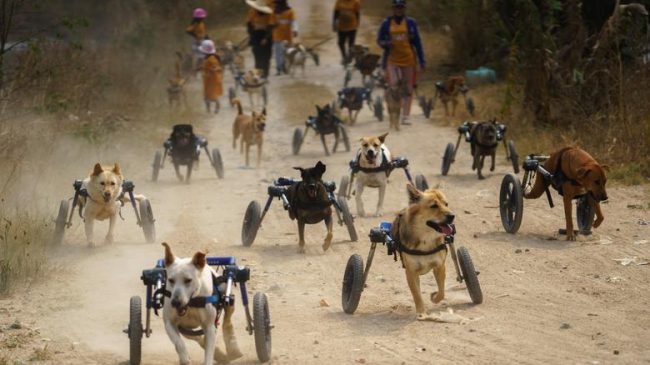Gjesti i veçantë i Tajlandës, ndihmon qentë…