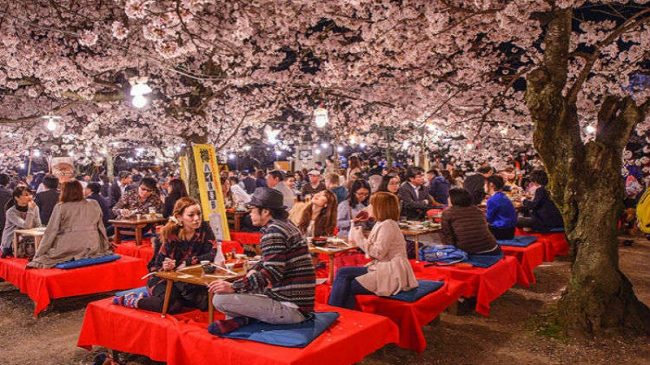 Lulëzojne qershitë/ Spektakli i natyrës në Japoni