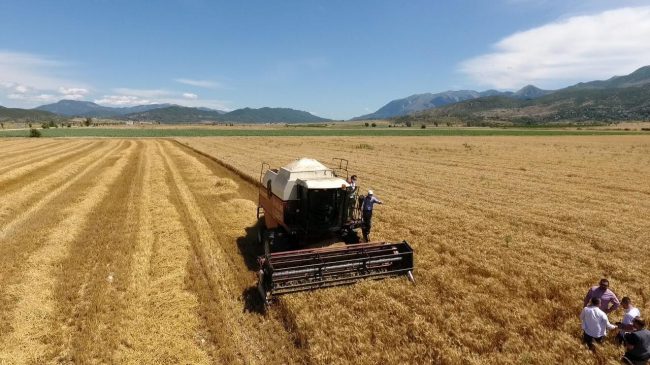 Prodhimi bujqësor në Shqipëri ka kosto 38%…