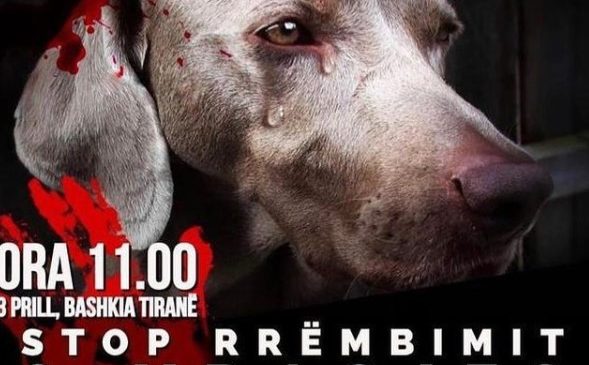 “Stop rrëmbimit dhe vrasjes së qenve me…