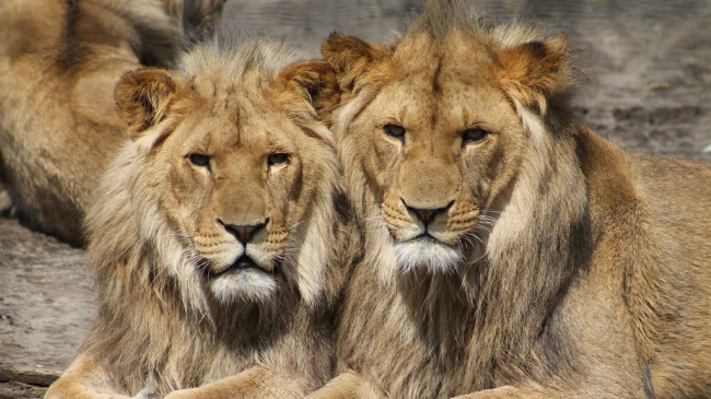 Dy luanë infektohen me Covid-19 në parkun…
