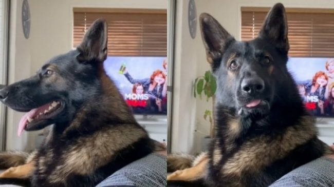 Reagim i pabesueshëm i një qeni policie…