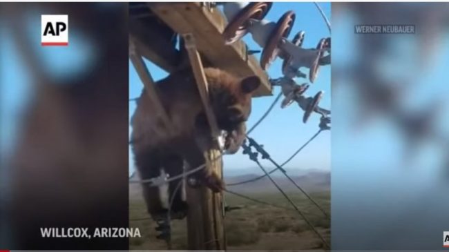 VIDEO/ Ariu ngjitet në shtyllë elektrike, ndërpritet…