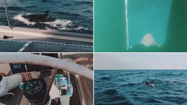 Tridhjetë balena sulmojnë jahtin britanik, i shkatërruan…