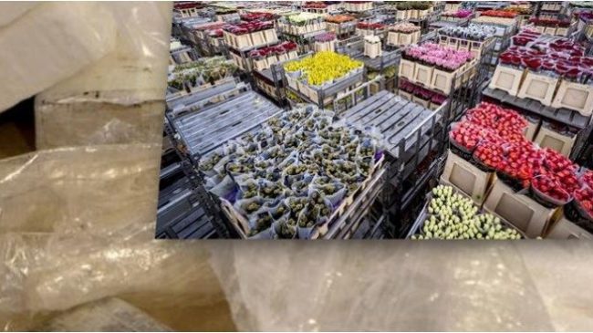 Trafikonin kokainë mes luleve nga Hollanda, arrestohen…