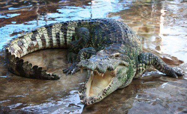 Pamjet/ Krokodili u shkon për vizitë, tmerrohen…