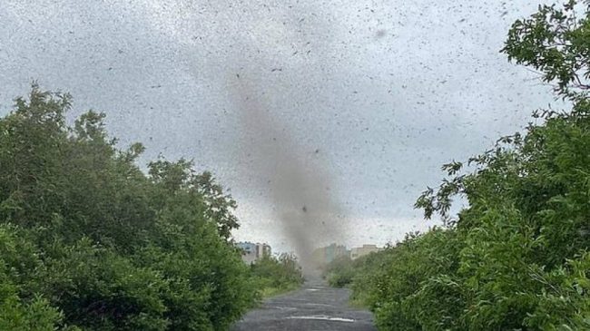 VIDEO/ Tornado e frikshme, miliona mushkonja bllokojnë…