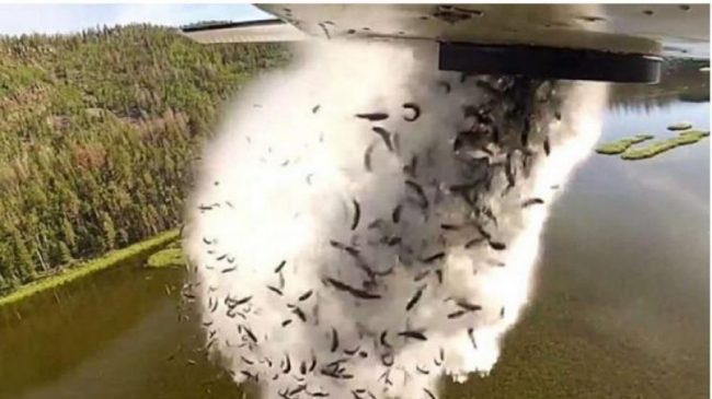 VIDEO/ Mijëra peshq hidhen nga aeroplanët në…