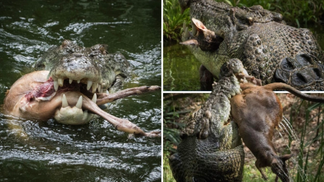 Krokodili i kopshtit zoologjik copëton ‘me përplasje’…