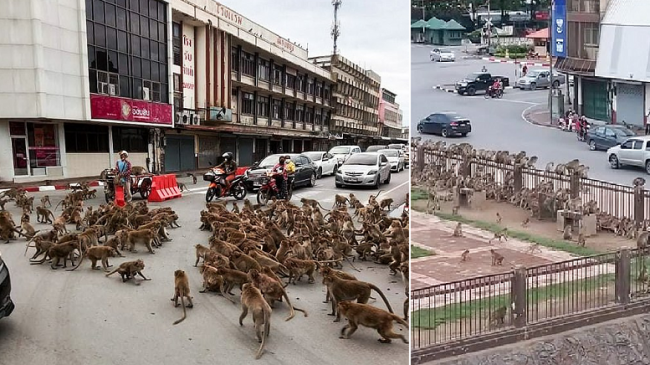 Klanet rivale të majmunëve luftojnë para qytetarëve…