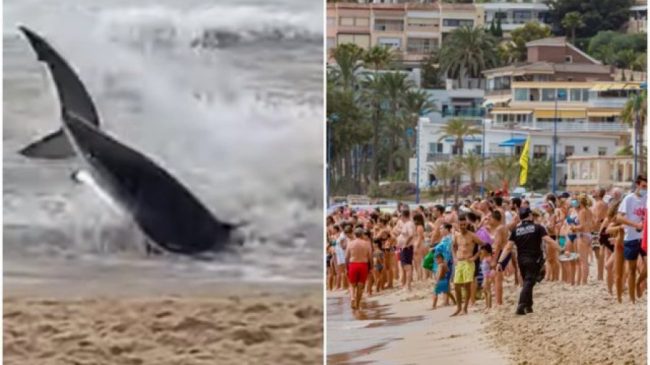 Peshkaqeni gjigant zbraz plazhin në Spanjë/ Pushuesit…