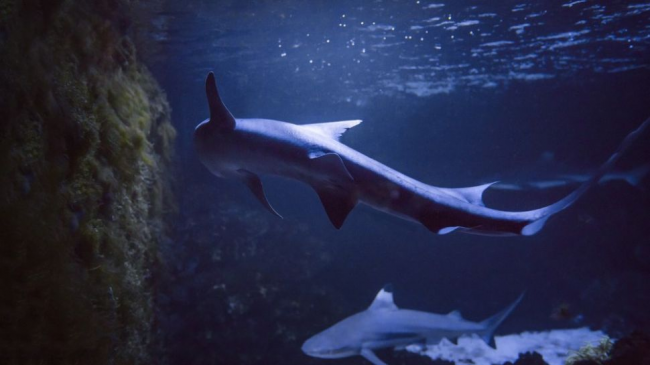 Peshkaqeni femër lind këlysh në akuariumin italian,…
