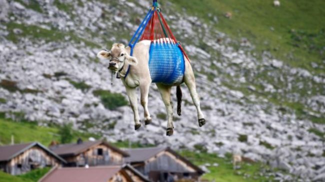 FOTOT: E pazakontë në Zvicër, lopët ‘fluturojnë’…