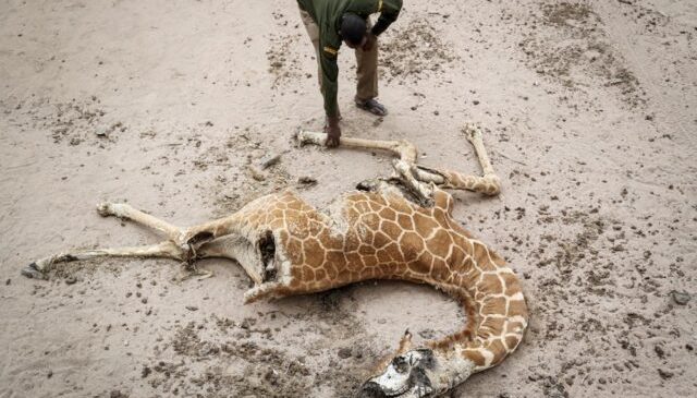 Çfarë po ndodh me kafshët në Kenia?…
