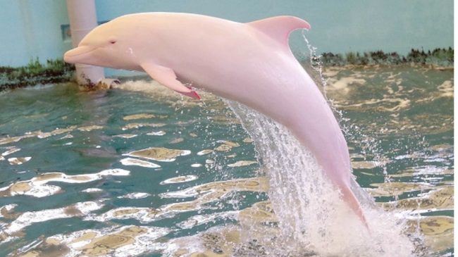 E mahnitshme! Konfirmohen delfinët ngjyrë rozë të…