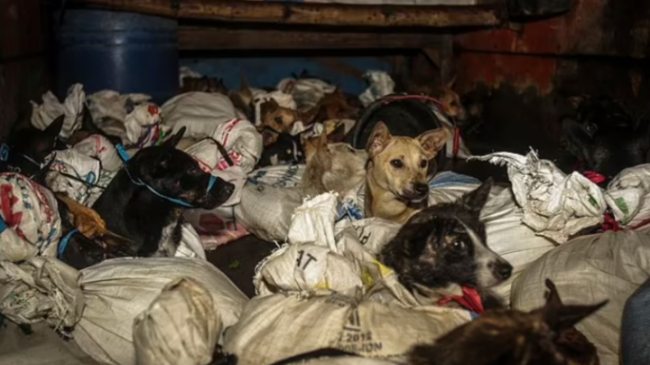 Ishin futur në thasë, shpëtojnë 53 qen…