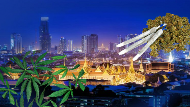 Tajlanda ndez ‘dritën jeshile’, legalizon rritjen në…
