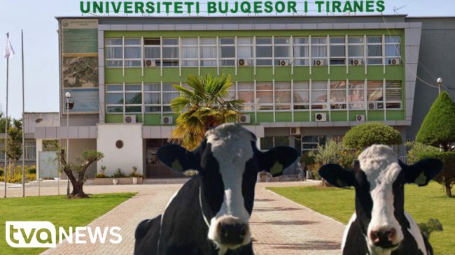 I vodhën Universitetit Bujqësor dy lopë, arrestohen…