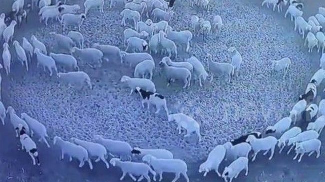 Misteri në Kinë, delet ecin në formë…