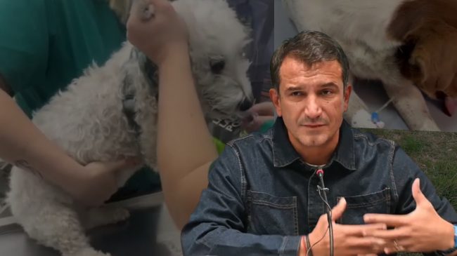 Helmimi masiv i qenve në Tiranë, veterinerët:…
