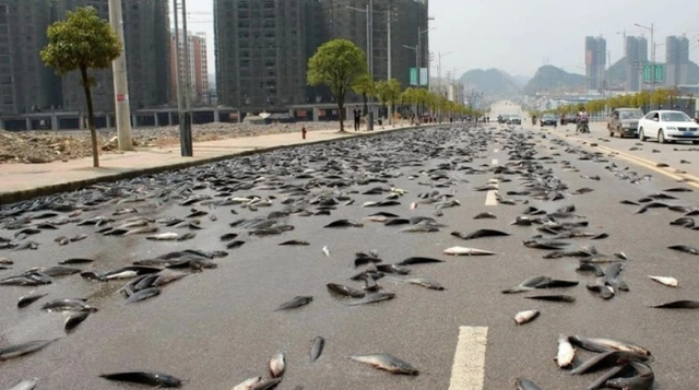 Peshqit “mbijnë” në autostradë/ Fenomen i çuditshëm…