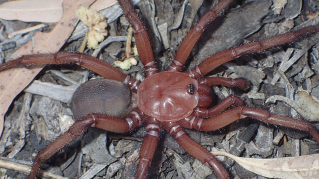 Zbulohet merimanga gjigante me tetë këmbë