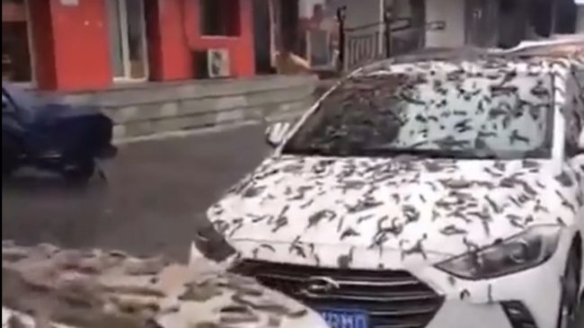 Bie shi krimbash në Kinë, rrugët mbushen…