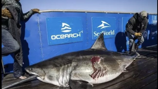 Peshkaqeni monstruoz 11 metra i gjatë sulmohet…