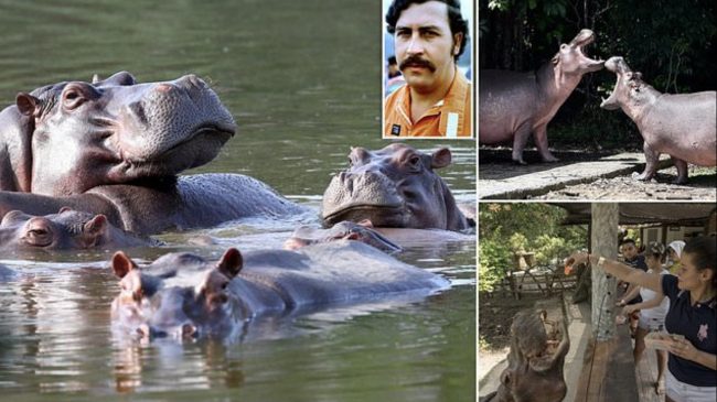 Hipopotami i Eskobarit përplaset nga makina dhe…
