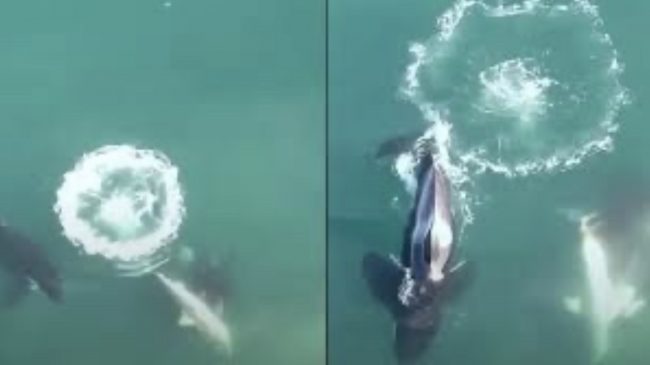 Momenti kur balenat vrasëse gjuajnë peshkaqenë të…
