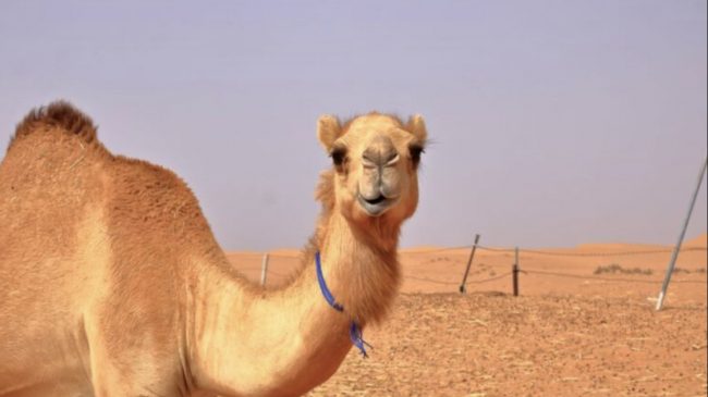 Gruaja shtatzënë udhëton shtatë orë mbi deve…