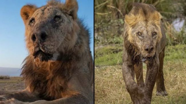 Luani më i vjetër në botë vritet…