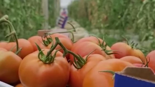 Çmimi i domates bie përtokë, fermerët: Sa…
