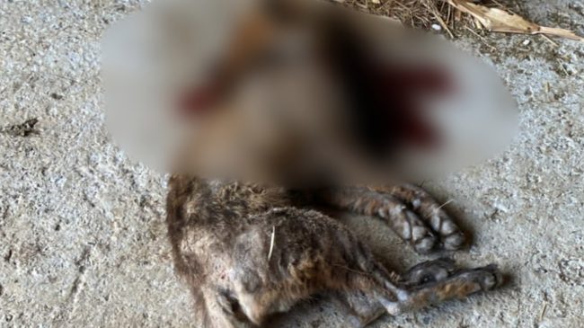 Infeksioni i kafshëve të egra në Has,&hellip;