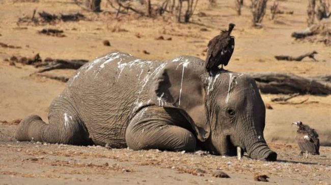 Ngordhin qindra elefantë në Zimbabe, ekspertët: Në…