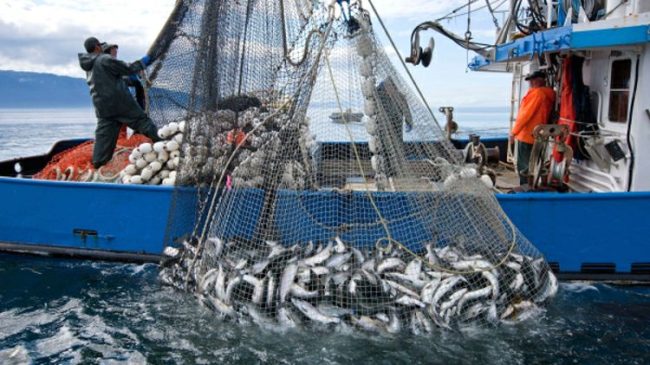 Shqipëria vuan mungesën e peshkatarëve, plotëson boshllëqet…
