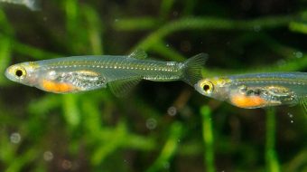 Shkencëtarët zbulojnë aftësinë e peshkut mikroskopik